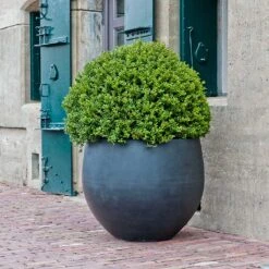 Jumbo Orb Natural Planter - Black 13 Jumbo Orb Natural Planter - Black -Hortology Plants Shop Jumbo Orb Natural Orb Planter Black Single Outdoor Planter
