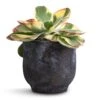 Kalanchoe Luciae Fantastic - Paddle Plant -Hortology Plants Shop Kalanchoe luciae Fantastic Paddle Plant 12x25cm Dave Plant Pot Earth 14x13cm d0d9048a 2105 4261 9746 4ae258d69899