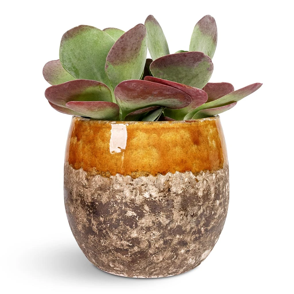 Lindy Plant Pot - Ochre 11 Lindy Plant Pot - Ochre - Image 9