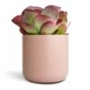 Kalanchoe Thyrsiflora - Paddle Plant 1 Kalanchoe Thyrsiflora - Paddle Plant -Hortology Plants Shop Kalanchoe thyrsiflora Paddle Plant 12x25cm Lisbon Plant Pot Pink Clay 15x15cm 2