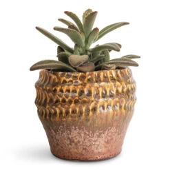 Deb Plant Pot - Savannah 16 Deb Plant Pot - Savannah -Hortology Plants Shop Kalanchoe tomentosa Panda Plant 8.5x15cm Deb Pot Savannah 13x11cm 1
