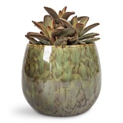 Odile Plant Pot - Green 18 Odile Plant Pot - Green -Hortology Plants Shop Kalanchoe tomentosa Panda Plant 8.5x15cm Odile Plant Pot Green 13x11cm 1