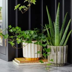 Lugano Scalloped Plant Pot - Mustard 15 Lugano Scalloped Plant Pot - Mustard -Hortology Plants Shop LIfestyle Lugano Scalloped Plant Pot