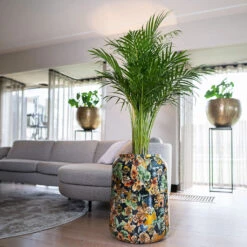 Lammie Planter - Berry Blue 22 Lammie Planter - Berry Blue -Hortology Plants Shop Lammie Planter Berry Blue 5