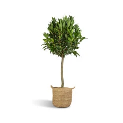 Laurus Nobilis - Bay Tree 17 Laurus Nobilis - Bay Tree -Hortology Plants Shop Laurus Nobilis Bay Tree 25x130cm Nelis Plant Basket Natural 28x27cm ad0709c6 9647 4ddb a109 2077ca228b1e