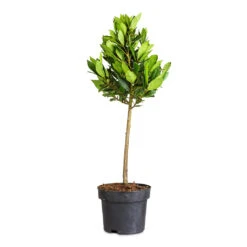Laurus Nobilis - Bay Tree 19 Laurus Nobilis - Bay Tree -Hortology Plants Shop Laurus nobilis Bay 17x60cm