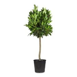 Laurus Nobilis - Bay Tree 15 Laurus Nobilis - Bay Tree -Hortology Plants Shop Laurus nobilis Bay Tree 25x130cm 2