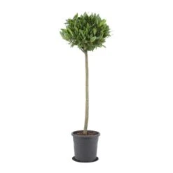 Laurus Nobilis - Bay Tree 20 Laurus Nobilis - Bay Tree -Hortology Plants Shop Laurus nobilis Bay Tree 25x130cm