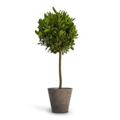 Laurus Nobilis - Bay Tree 18 Laurus Nobilis - Bay Tree -Hortology Plants Shop Laurus nobilis Bay Tree 25x130cm Claire Artstone Plant Pot Grey 32x29cm