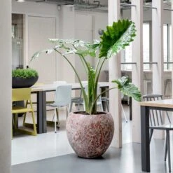 Lava Balloon Relic Planter - Pink 18 Lava Balloon Relic Planter - Pink -Hortology Plants Shop Lava Balloon Relic Planter Pink 3