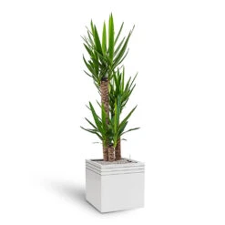Line-Up Cube Planter - Matt White -Hortology Plants Shop Line Up Cube Planter Matt White Yucca