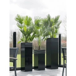 Line-Up Tall Square Planter - Matt Black 10 Line-Up Tall Square Planter - Matt Black -Hortology Plants Shop Line Up Tall Square Planter Matt Black Lifestyle