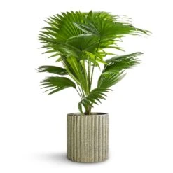 Livistona Rotundifolia - Footstool Palm -Hortology Plants Shop Livistona rotundifolia Footstool Palm 14x50cm Azalea Ribbed Plant Pot Speckled Green Stone 15x15cm e546cc87 ce4e 449d 8335 d8403ca21702