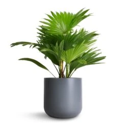 Livistona Rotundifolia - Footstool Palm -Hortology Plants Shop Livistona rotundifolia Footstool Palm 14x60cm Lisbon Plant Pot Charcoal 19x19cm