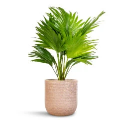 Livistona Rotundifolia - Footstool Palm -Hortology Plants Shop Livistona rotundifolia Footstool Palm 14x60cm Ocean Glaze Plant Pot Morganite 18x18cm 24168e43 d1a0 4b92 8786 b8367b201aa3