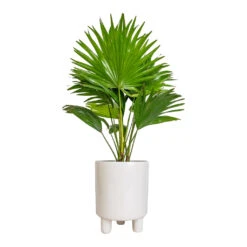 Pisa Plant Pot - White -Hortology Plants Shop Livistona rotundifolia Footstool Palm 14x60cm Pisa Plant Pot White 16x19cm