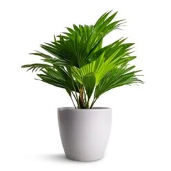 Sven Plant Pot - White 20 Sven Plant Pot - White -Hortology Plants Shop Livistona rotundifolia Footstool Palm 14x60cm Sven Plant Pot White 18x16cm d03470c2 278a 4fb9 960d 8fc7709f875d