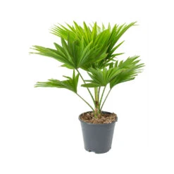 Livistona Rotundifolia - Footstool Palm -Hortology Plants Shop Livistona rotundifolia Footstool Palm