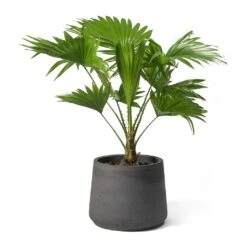 Livistona Rotundifolia - Footstool Palm -Hortology Plants Shop Livistona rotundifolia Footstool Palm Patt Plant Pot