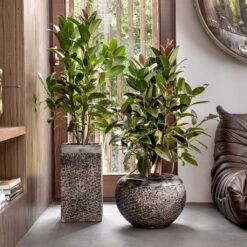 Luxe Lite Layer Globe Planter - Bronze -Hortology Plants Shop Luxe Lite Layer Globe Planter Bronze Lifestyle