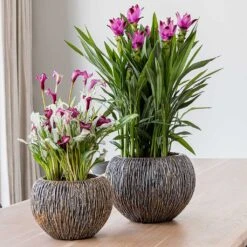 Luxe Lite Waterfall Globe Planter - Bronze -Hortology Plants Shop Luxe Lite Universe Waterfall Globe Bronze Planters Small Houseplants