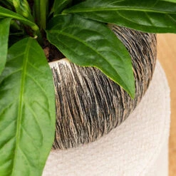 Luxe Lite Waterfall Globe Planter - Bronze -Hortology Plants Shop Luxe Lite Waterfall Globe Planter