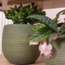 Lydia Plant Pot - Shiny Green 36 Lydia Plant Pot - Shiny Green -Hortology Plants Shop LydiaPlantPot ShinyGreen 3