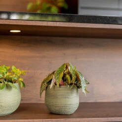 Lydia Plant Pot - Shiny Green 39 Lydia Plant Pot - Shiny Green -Hortology Plants Shop LydiaPlantPot ShinyGreen 6