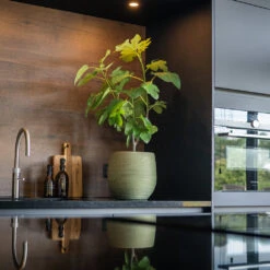 Lydia Plant Pot - Shiny Green 41 Lydia Plant Pot - Shiny Green -Hortology Plants Shop LydiaPlantPot ShinyGreen 7