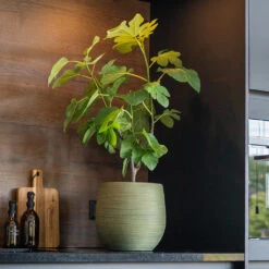 Lydia Plant Pot - Shiny Green 24 Lydia Plant Pot - Shiny Green -Hortology Plants Shop LydiaPlantPot ShinyGreen 8