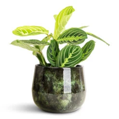 Emmie Metal Plant Pot - Mystic Green 17 Emmie Metal Plant Pot - Mystic Green -Hortology Plants Shop Maranta erythroneura Lemon Lime 12x35cm Emmie Metal Pot Mystic Green 15x13cm