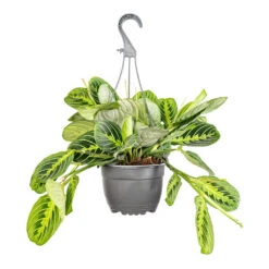 Maranta Leuconeura Var. Erythroneura - Lemon Lime -Hortology Plants Shop Maranta erythroneura Lemon Lime 15x40cm