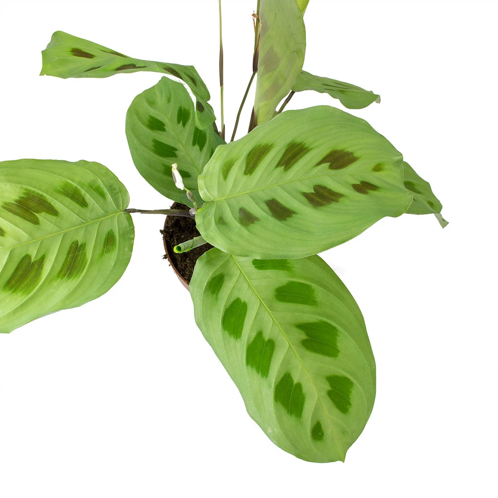 Maranta Leuconeura Var. Kerchoveana - Rabbit's Foot 6 Maranta Leuconeura Var. Kerchoveana - Rabbit's Foot - Image 4