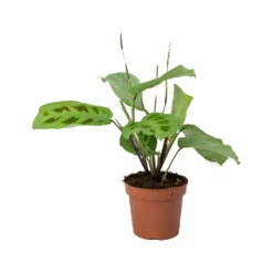 Maranta Leuconeura Var. Kerchoveana - Rabbit's Foot 12 Maranta Leuconeura Var. Kerchoveana - Rabbit's Foot -Hortology Plants Shop Maranta leuconeura kerchoveana Rabbits Foot b4f618a5 70e4 470d b43c 1bbb1ffb211d