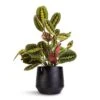 Maranta Leuconeura Var. Erythroneura - Herringbone Plant -Hortology Plants Shop Maranta leuconeura var. erythroneura Herringbone Plant 12x35cm Norell Plant Pot Black 18x16cm 1a9115a3 2dcd 4be6 acd7 cf0222ccb898