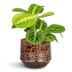 Maranta Leuconeura Var. Erythroneura - Lemon Lime -Hortology Plants Shop Maranta leuconeura var. erythroneura Lemon Lime 12x35cm Noud Plant Pot Marrakesh 17x15cm