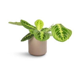 Maranta Leuconeura Var. Erythroneura - Lemon Lime -Hortology Plants Shop Maranta leuconeura var. erythroneura Lemon Lime 12x35cm Prague Plant Pot Taupe 13x13cm 6415b7e3 8295 49c2 832d 60673856952e