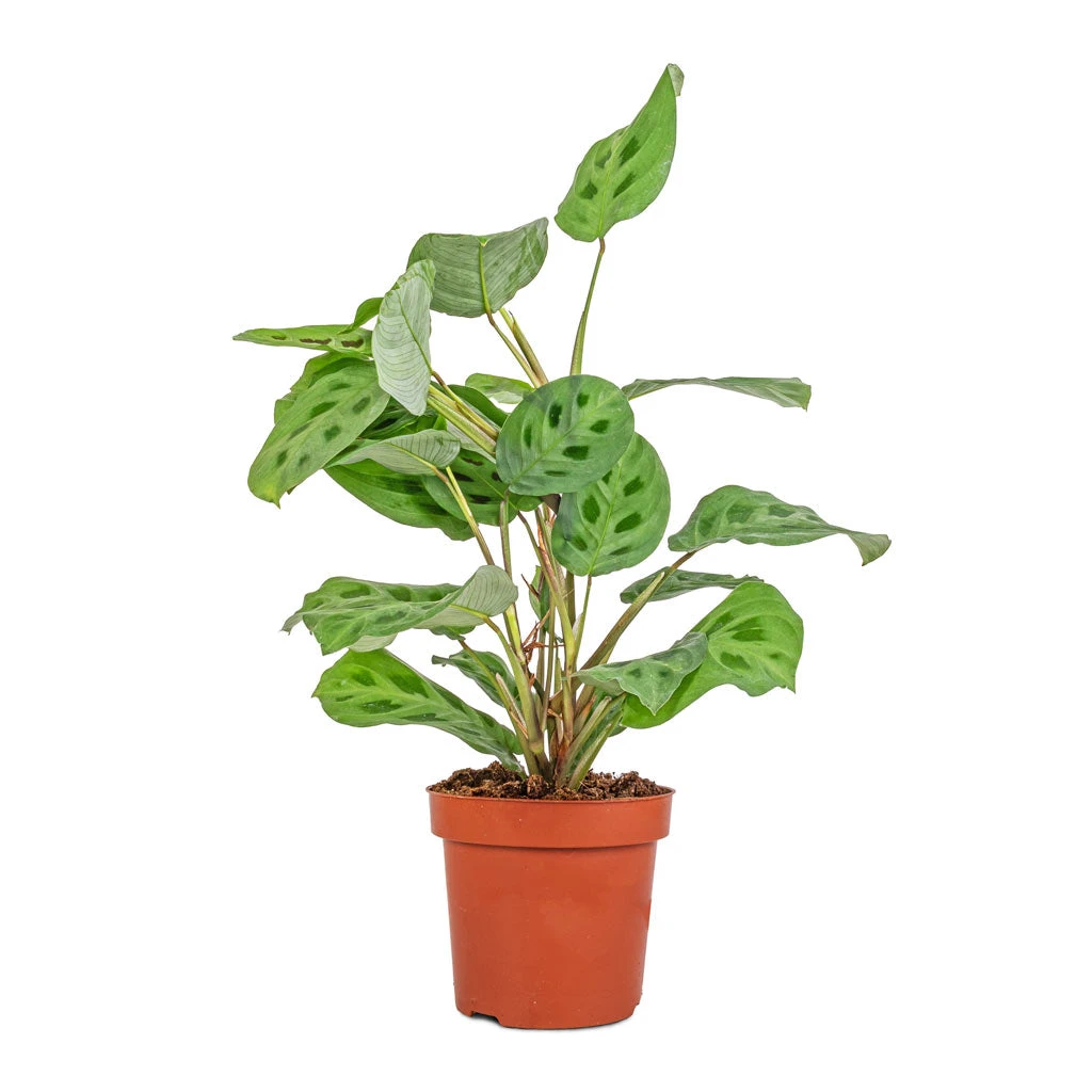 Maranta Leuconeura Var. Kerchoveana - Rabbit's Foot 5 Maranta Leuconeura Var. Kerchoveana - Rabbit's Foot - Image 3