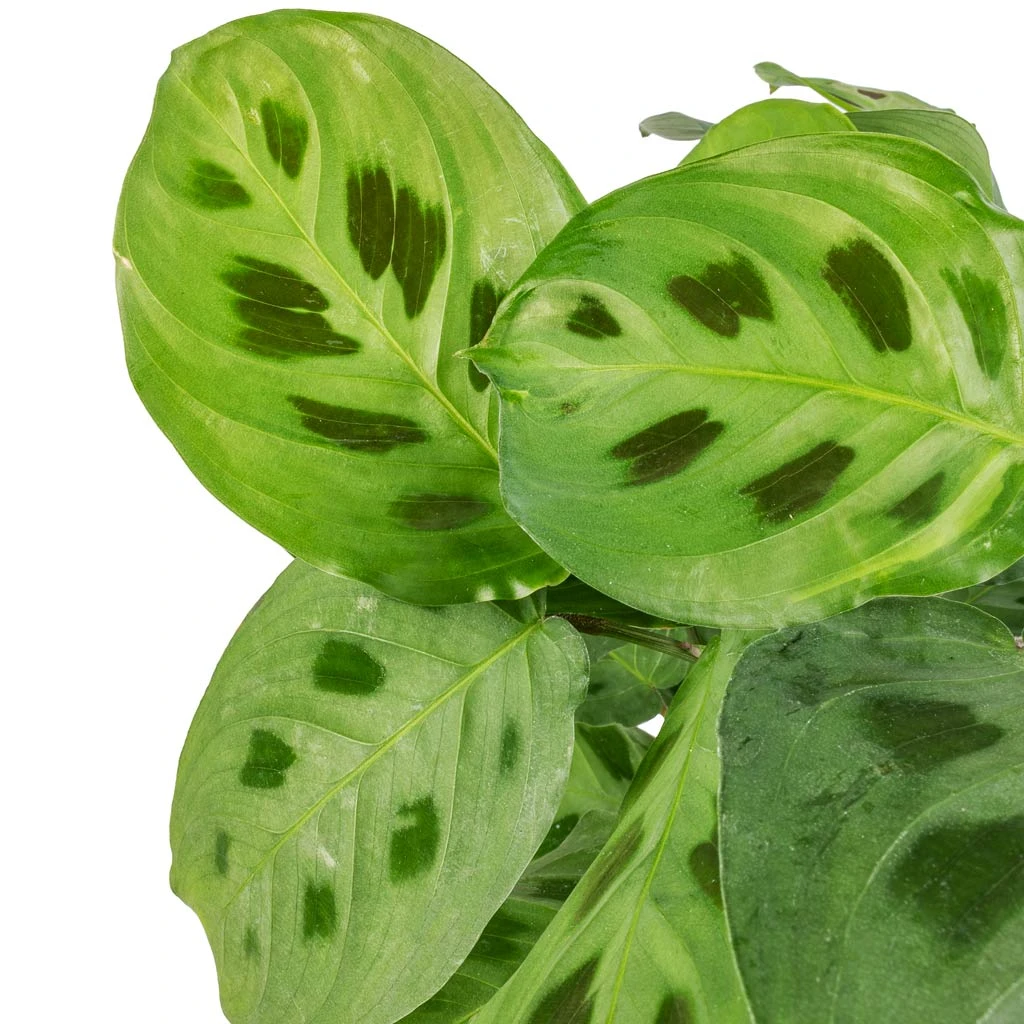 Maranta Leuconeura Var. Kerchoveana - Rabbit's Foot 4 Maranta Leuconeura Var. Kerchoveana - Rabbit's Foot - Image 2