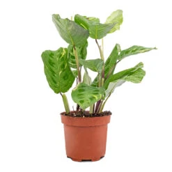 Maranta Leuconeura Var. Kerchoveana - Variegated Rabbit's Foot 11 Maranta Leuconeura Var. Kerchoveana - Variegated Rabbit's Foot -Hortology Plants Shop Maranta leuconeura var. kerchoveana Variegata Rabbit s Foot 5573