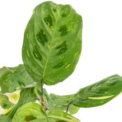 Maranta Leuconeura Var. Kerchoveana - Variegated Rabbit's Foot 10 Maranta Leuconeura Var. Kerchoveana - Variegated Rabbit's Foot -Hortology Plants Shop Maranta leuconeura var. kerchoveana Variegata Rabbit s Foot SWATCH