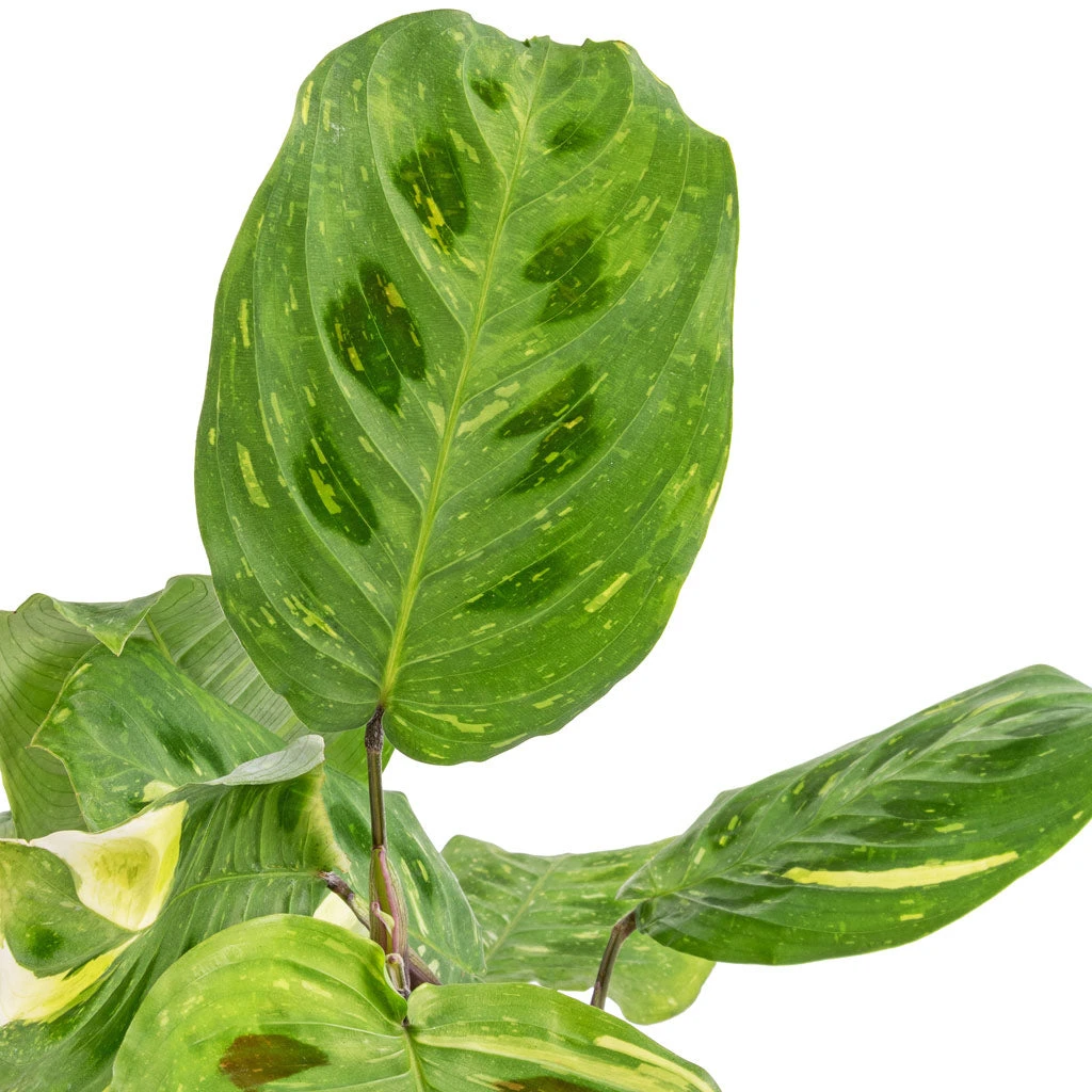 Maranta Leuconeura Var. Kerchoveana - Variegated Rabbit's Foot 5 Maranta Leuconeura Var. Kerchoveana - Variegated Rabbit's Foot - Image 3