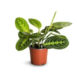 Maranta Leuconeura Var. Erythroneura - Lemon Lime -Hortology Plants Shop Maranta leuconeura var.erythroneura Lemon Lime 12x35cm