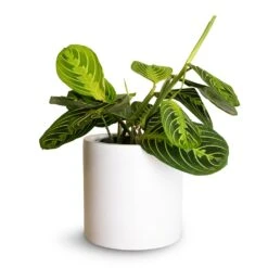 Maranta Leuconeura Var. Erythroneura - Lemon Lime -Hortology Plants Shop Maranta leuconeura var.erythroneura Lemon Lime 12x35cm Puk Planter Matt White 15x15cm