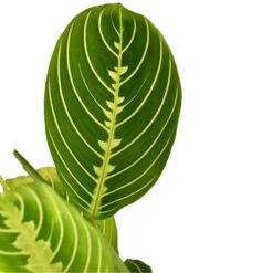 Maranta Leuconeura Var. Erythroneura - Lemon Lime -Hortology Plants Shop Marantaleuconeuravar.erythroneura LemonLime 1