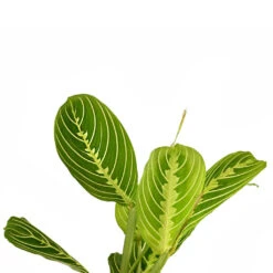 Maranta Leuconeura Var. Erythroneura - Lemon Lime -Hortology Plants Shop Marantaleuconeuravar.erythroneura LemonLime 2