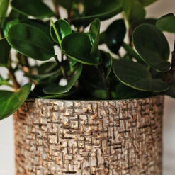 Maxim Plant Pot - Shiny Sand 20 Maxim Plant Pot - Shiny Sand -Hortology Plants Shop Maxim shiny sand 08