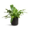 Microsorum Musifolium Crocodyllus - Crocodile Fern -Hortology Plants Shop Microsorum musifolium Crocodyllus Crocodile Fern 17x40cm Lisbon Plant Pot Anthracite 19x19cm