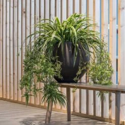 Mini Orb Kevan Plant Pot - Black Washed 30 Mini Orb Kevan Plant Pot - Black Washed -Hortology Plants Shop Mini Orb Kevan Plant Pot Black Washed Spider Plant
