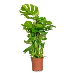 Monstera Deliciosa - Swiss Cheese Plant - Moss Pole 32 Monstera Deliciosa - Swiss Cheese Plant - Moss Pole -Hortology Plants Shop Monstera Deliciosa Moss Pole 19x80cm